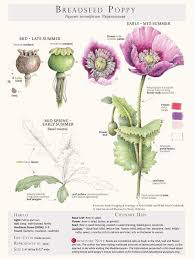 Foraging Feasting Limited Edition Print Poppy Foraging And Feasting Plants Plant Identification Edible Plants