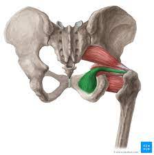 Obturator Internus Attachments Innervation And Action Kenhub