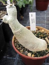 Image result for Ipomoea albivenia