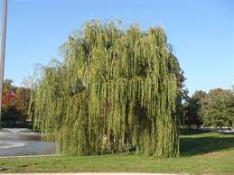Diese in frankreich um 1815 entstandene form ist die. Salix Alba Tristis Wikipedia Willow Wikipedia Salix Vitellina Pendula Spath Cat Sawetu