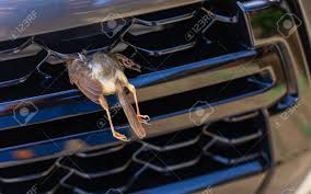 How to make a bird scaring windmill from a plastic bottle! Small Bird Dead And Stuck The Car Front Bumper Concept Of Accident Stock Photo Picture And Royalty Free Image Image 129070274