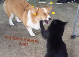 看我喵喵拳 貓界葉問連巴柯基87掌 cute pictures corgi animals
