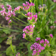 Check spelling or type a new query. Statice Seed Rose Limonium Statice Flower Seeds