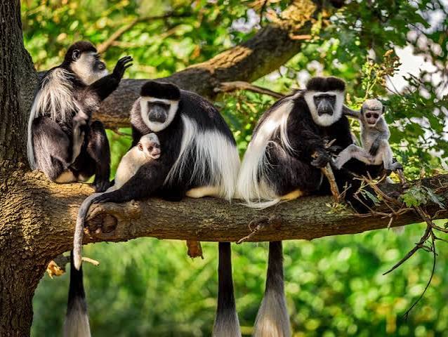 Guests on a primate safari in Rwanda