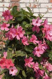 Pin On New Gardening Know How Articles