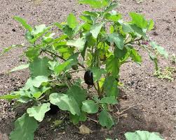 Image result for Solanum melongena