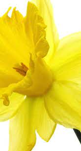 Reposted By Dr Veronica Lee Dnp Depew Buffalo Ny Us Amazing Flowers Beautiful Flowers Daffodils