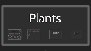 Image result for Acanthopale pubescens