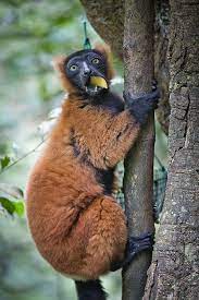 Red Ruffed Lemur Lemur Cute Animals Animals And Pets