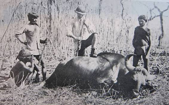 Hunting the Gaur