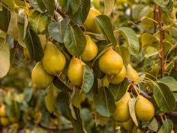 These trees and gardens are customizable and available in all plant varieties. Growing Pear Trees Tips For The Care Of Pear Trees