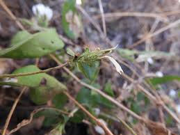 Image result for Blepharis maderaspatensis