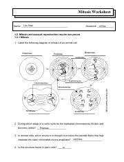 Cytokinesis occurs predominantly during telophase (though it begins in late anaphase) of both mitosis and meiosis. 03 Mitosis Worksheet Mitosis Worksheet 1 Label The Following Diagram Of Mitosis Of An Animal Cell 1 5 2 6 3 7 4 8 2 During Which Stage Of A Cell U2019s Course Hero
