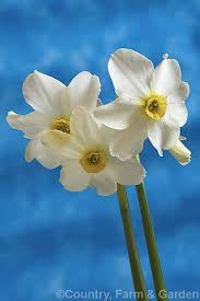 Bunch Flowered Narcissus Or Polyanthus Narcissus Narcissus Tazetta Subsp Tazetta A Spring Flowering Bulb Found F In 2020 Spring Flowering Bulbs Daffodils Narcissus