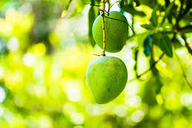 It's a beautiful, living certain mangos on each tree will receive more sunlight than others, with some fruit staying shaded within the tree's canopy. Hd Wallpaper Two Green Mangoes On Tree Mango Tree Fruits Green Color Healthy Eating Wallpaper Flare