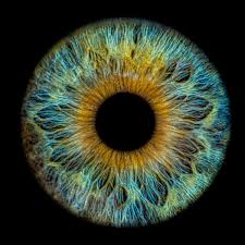 Zk Medien Irisfotografie In Thuringen Eye Art Iris Eye Eye Drawing