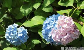 Hydrangea flowers dress to impress and put on quite the summer/fall show when in full bloom. Hydrangea And It S Language Real Japanese Gardens