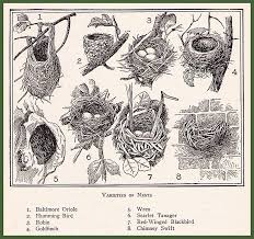 Different Birds With Their Nests Pin By Kathleen Gardner On Bird Stuff Bird Nests Art Nest Art Bird Illustration