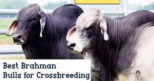 The brahman breed (also known as brahma) originated from bos indicus cattle from india, the sacred cattle of india. Best Brahman Bulls For Crossbreeding B R Cutrer Inc
