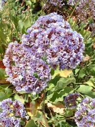 Statice Limonium Caspia Flowers Plants Spring Flowers