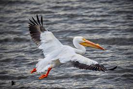 Will County Wildlife