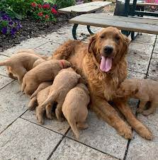 Maybe you would like to learn more about one of these? Charming Golden Retriever Puppies For Sale Posts Facebook
