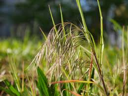 Image result for Bromus  tectorum