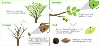 Image result for Walnut blight