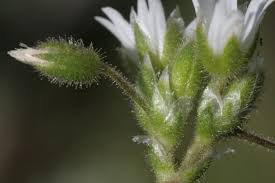 Image result for Cerastium octandrum