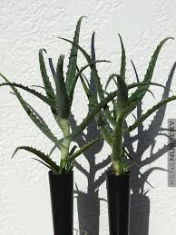 Image result for Aloe arborescens × inyangensis