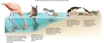 What Is An Ecological Niche Quora Ecological Niche Ecology Marine