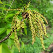 Image result for Juglandaceae