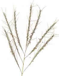 Image result for Bothriochloa