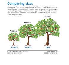 See more ideas about fruit trees, fruit, growing fruit trees. What To Do With The Wrong Rootstocks Good Fruit Grower