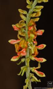 Image result for Indigofera drepanocarpa