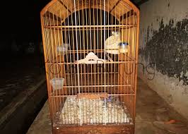 Ciblek kristal merupakan salah satu burung kicau yang paling banyak di minati di indonesia. Panduan Cara Menjodohkan Dan Ternak Burung Ciblek