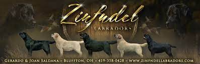 Enter your email address to receive alerts when we have new listings available for yellow labrador puppies for sale. Zinfndel Labradors Ohio Lab Breeders Labrador Retrievers