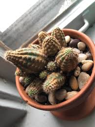 How to save a rotting cactus. Why Is My Cactus Turning Brown It Doesn T Seem To Be Drying Out Seems More Like A Brown Cover Of Something What Can I Do Cactus