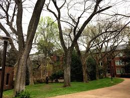 Elms college is a modern part of a living tradition established over 300 years ago by the sisters of st. Elms Vanderbilt Arboretum Blog Vanderbilt University