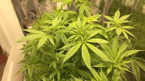 Maybe you would like to learn more about one of these? Cannabis Flowering Time Lapse Day 11 16 Youtube