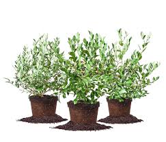 Assortment Of 3 Blueberry Bushes For Best Cross Pollination