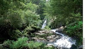 Image result for Summerhayesia