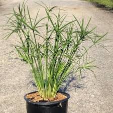 Image result for Cyperus amauropus