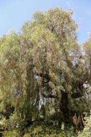 Image result for Ozoroa reticulata