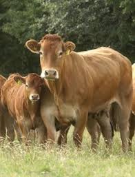 19 Best Limousin Images Limousin Cattle Beef Cattle