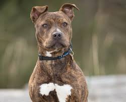 a pet parents guide to the brindle pitbull the tiger