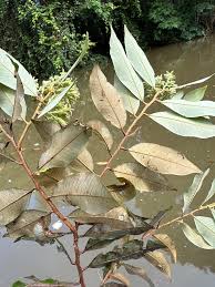 Image result for Parinari excelsa