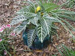 Perhaps You Want To Know How To Care For A Zebra Plant Or Maybe How To Get Zebra Plant To Bloom But First You Need To Find Zebra Plant Plants Calathea