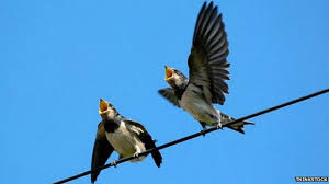 Los sorprendentes usos del trinar de las aves - BBC News Mundo