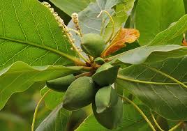 Image result for Combretaceae
